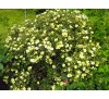 Лапчатка кустарниковая  Прироуз Бьюти (Primrose Beauty) с2